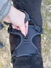Customer photo review of No Pull Dog Harness – Reflective Padded Vest with Front Clip and Top Handle