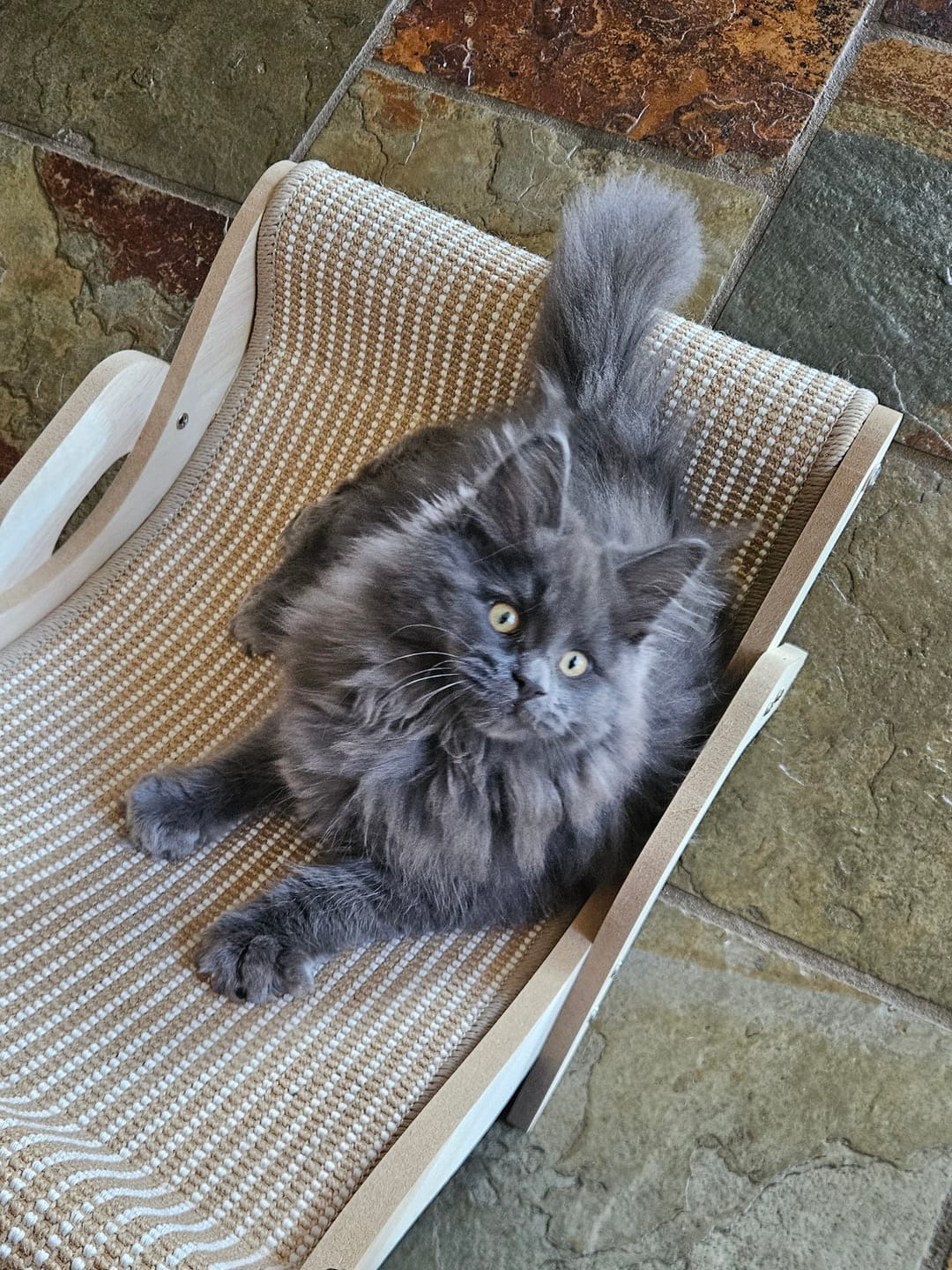 Customer photo review of Sisal Lounge Chair for Cats – Scratcher & Sofa in One