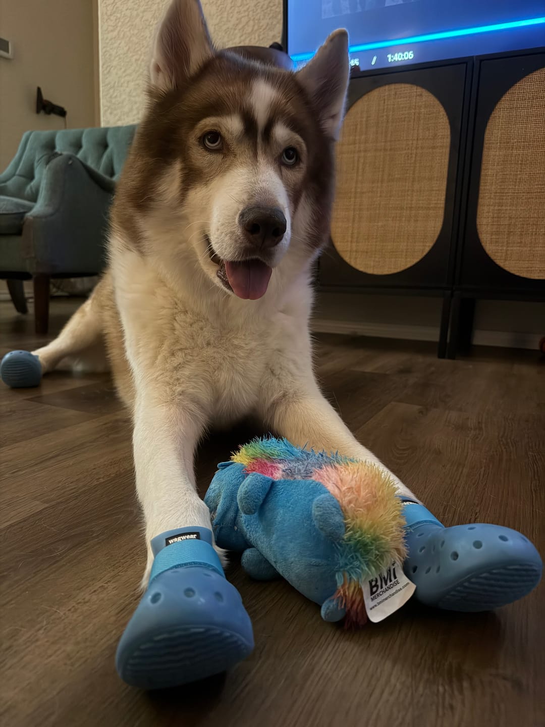 Customer photo review of WagWellies® Mojave