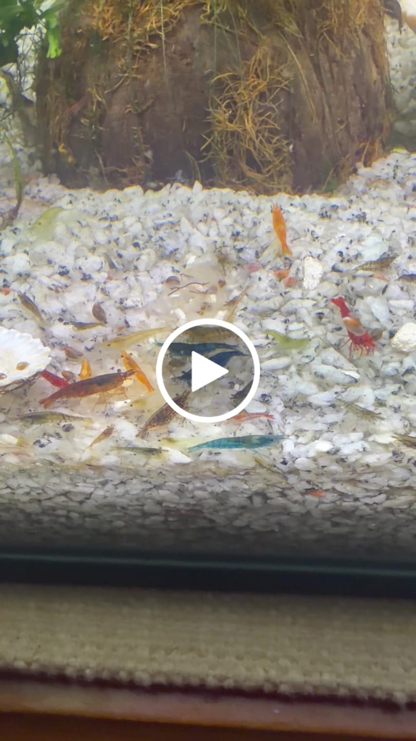 Customer video review of Neocaridina Skittles Shrimp Pack – Assorted Freshwater Colors