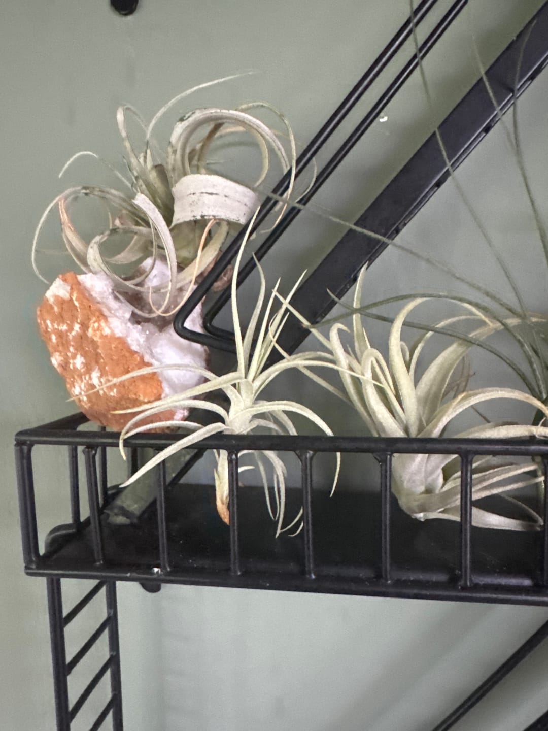 Customer photo review of Sweet Isabel  (tectorum x paleacea)  *SALE!*