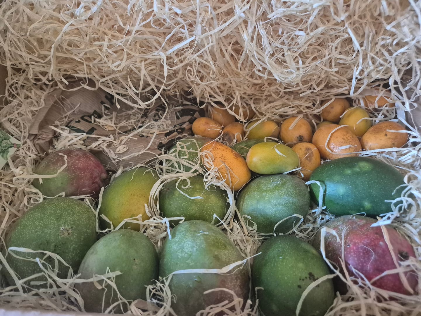 Customer photo review of Mini-Mango von Juan 3kg Retterbox %