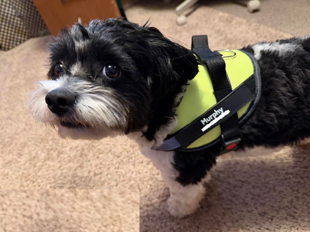 Customer photo review of No Pull Dog Harness