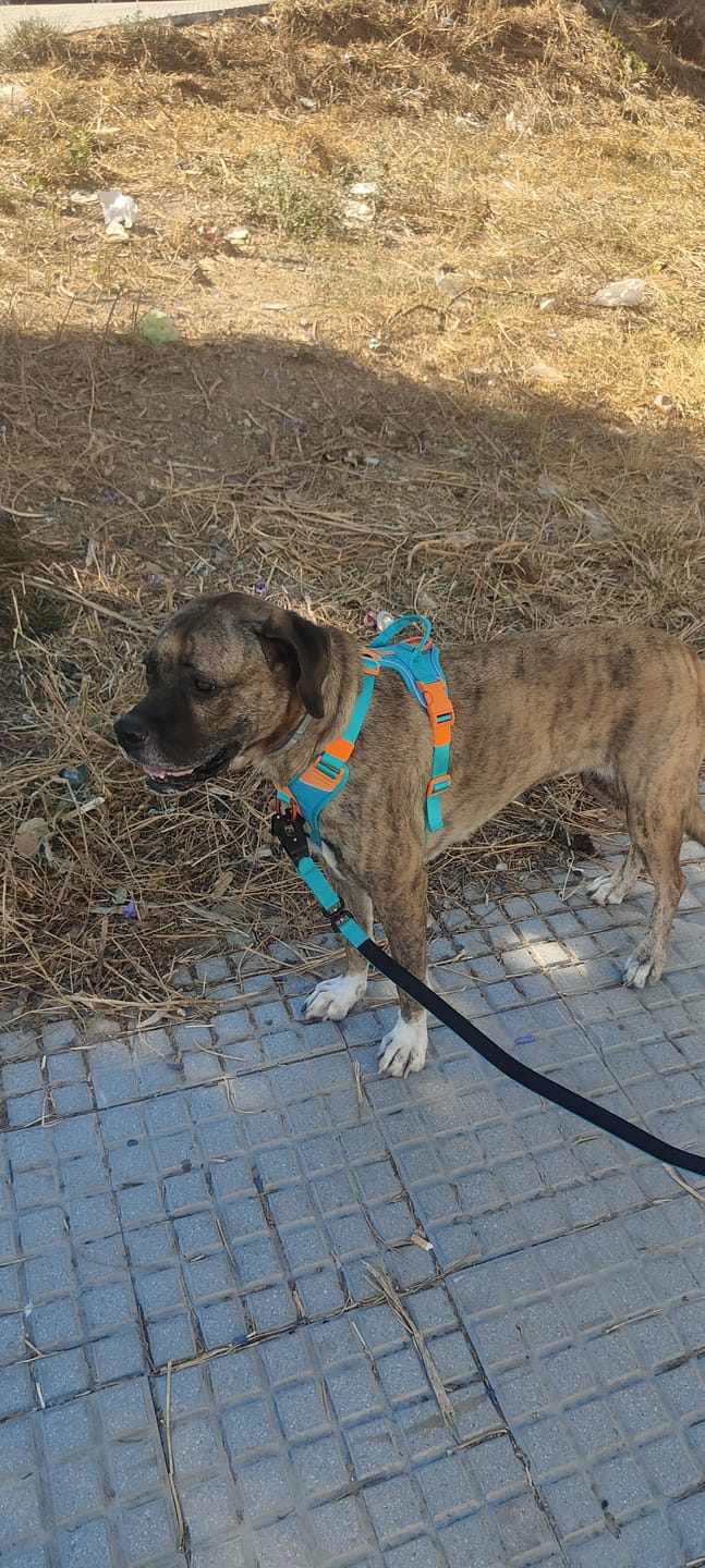 Customer photo review of Anti Pull Hurricane Harness Lighter | With Handle - Turquoise X Orange