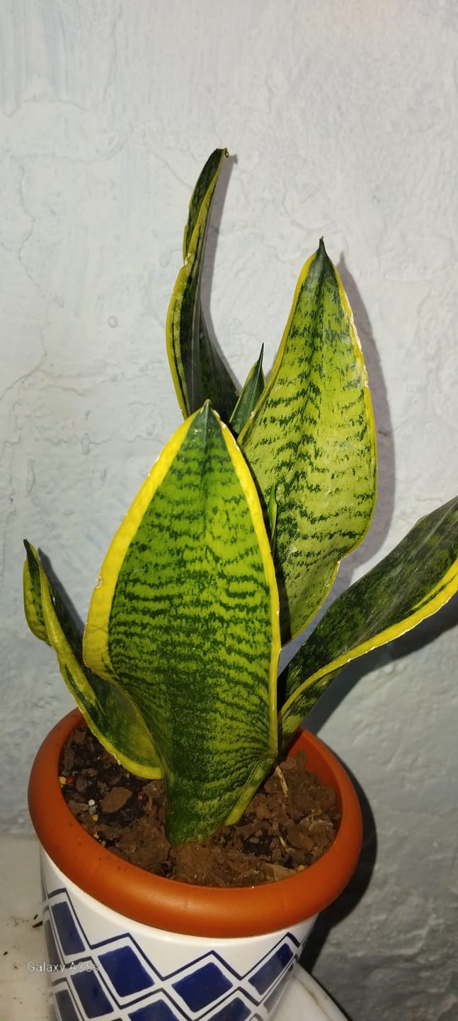 Customer photo review of Sansevieria laurentii, "Espada de São Jorge"