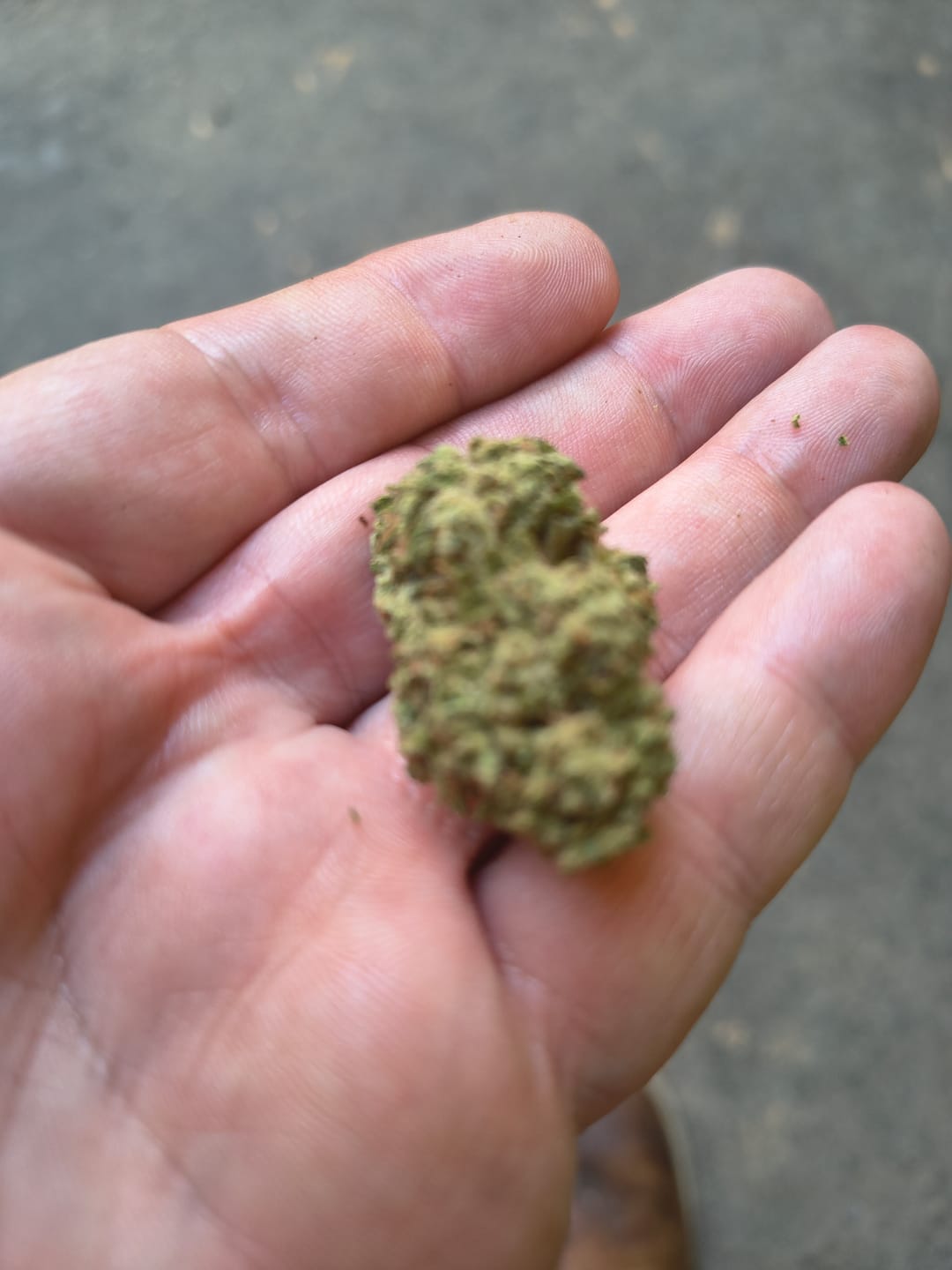 Customer photo review of Snake Venom THCA Flower