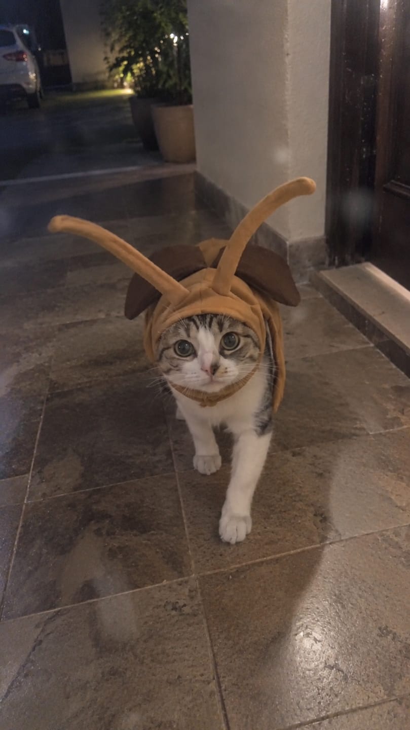 Customer photo review of Bug Bite Pet costume