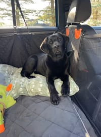 Customer photo review of Aktoclean RoadBed™️ – Extension de banquette rigide pour chien