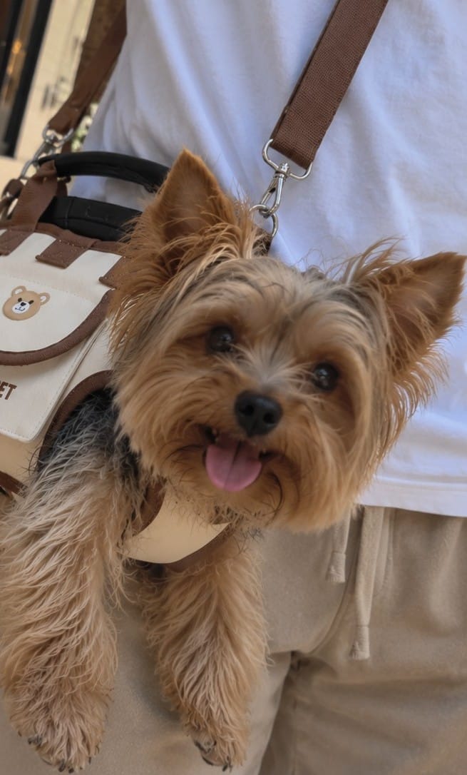 Customer photo review of Arnés de Transporte para Perros Pequeños