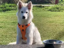 Customer photo review of No Pull Dog Harness – Soft Air-Mesh Vest with Front & Back Clips, Reflective Trim and Padded Handle