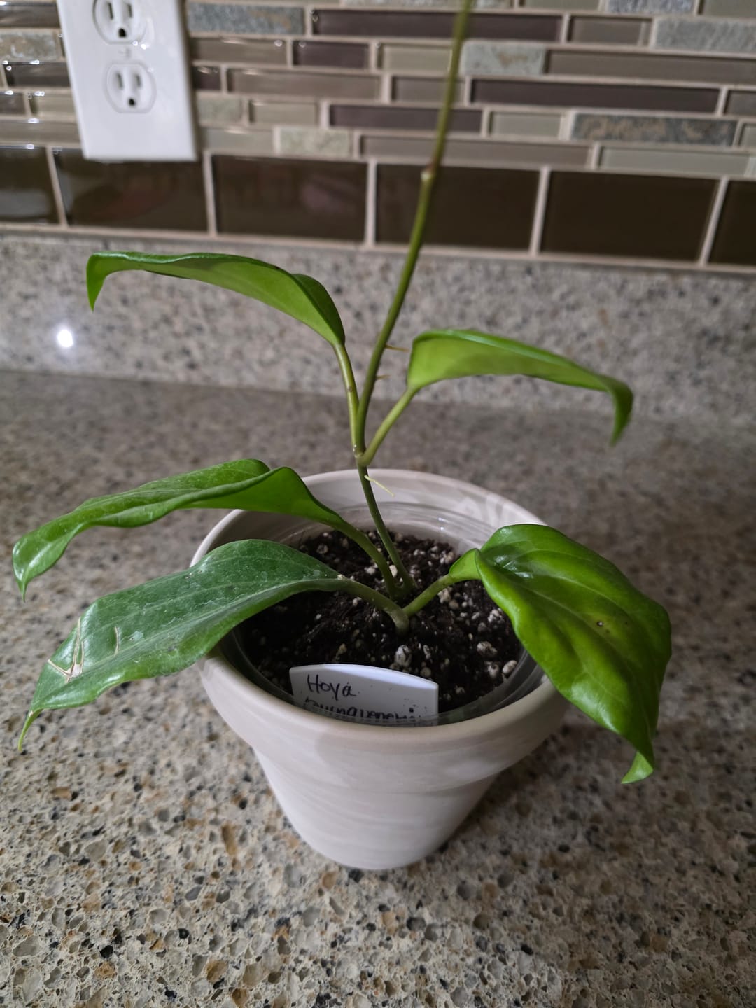 Customer photo review of Hoya quinquenervia