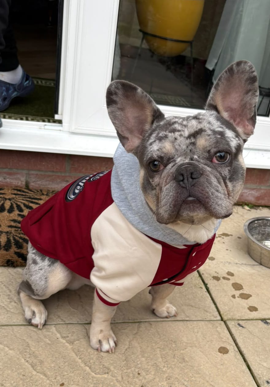 Customer photo review of Dog Varsity Jackets