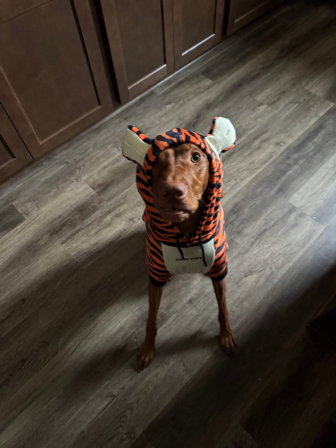 Customer photo review of Halloween Dog Hoodie - Tiger