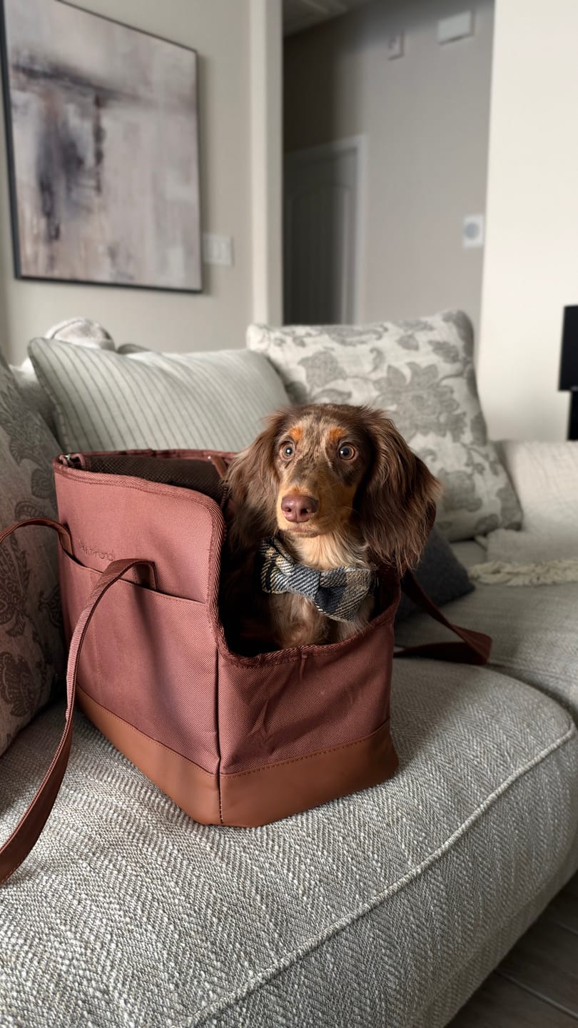 Customer photo review of Chocolate Brown Pet Tote Bag