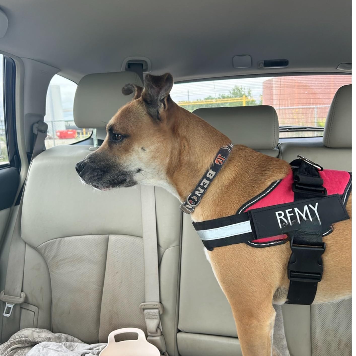 Customer photo review of No Pull Dog Harness
