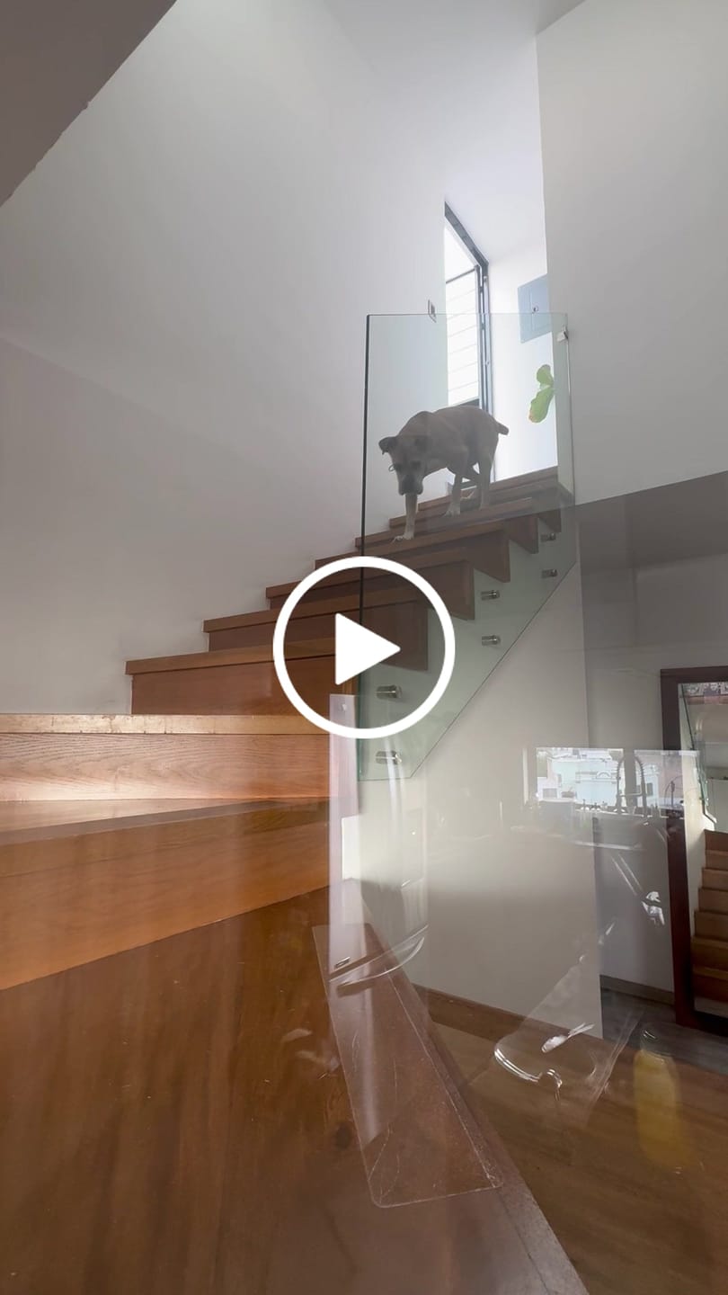 Customer video review of Vetalux™