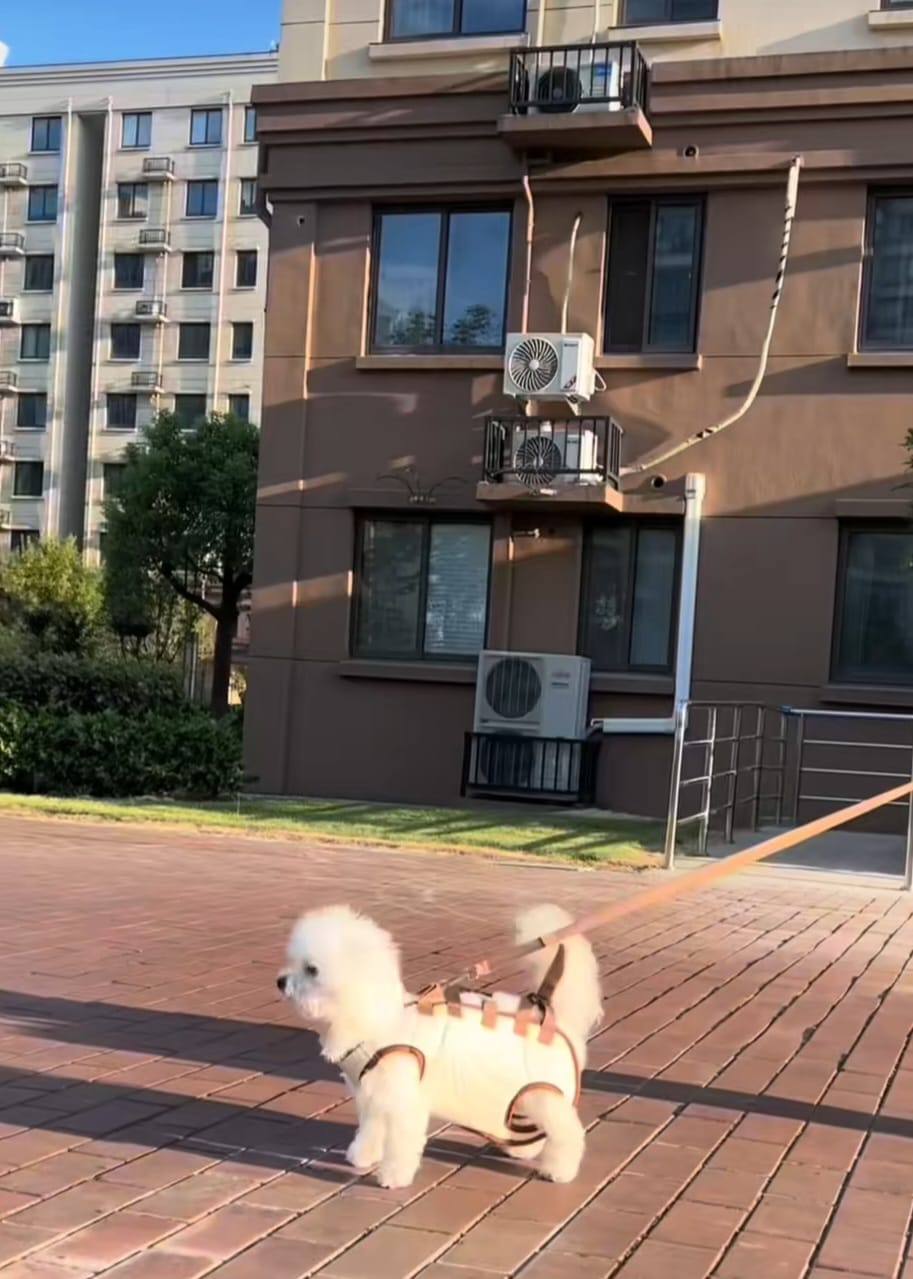Customer photo review of Arnés de Transporte para Perros Pequeños