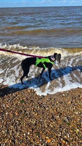 Customer photo review of Escape Proof Greyhound & Whippet Harness – 3 Strap