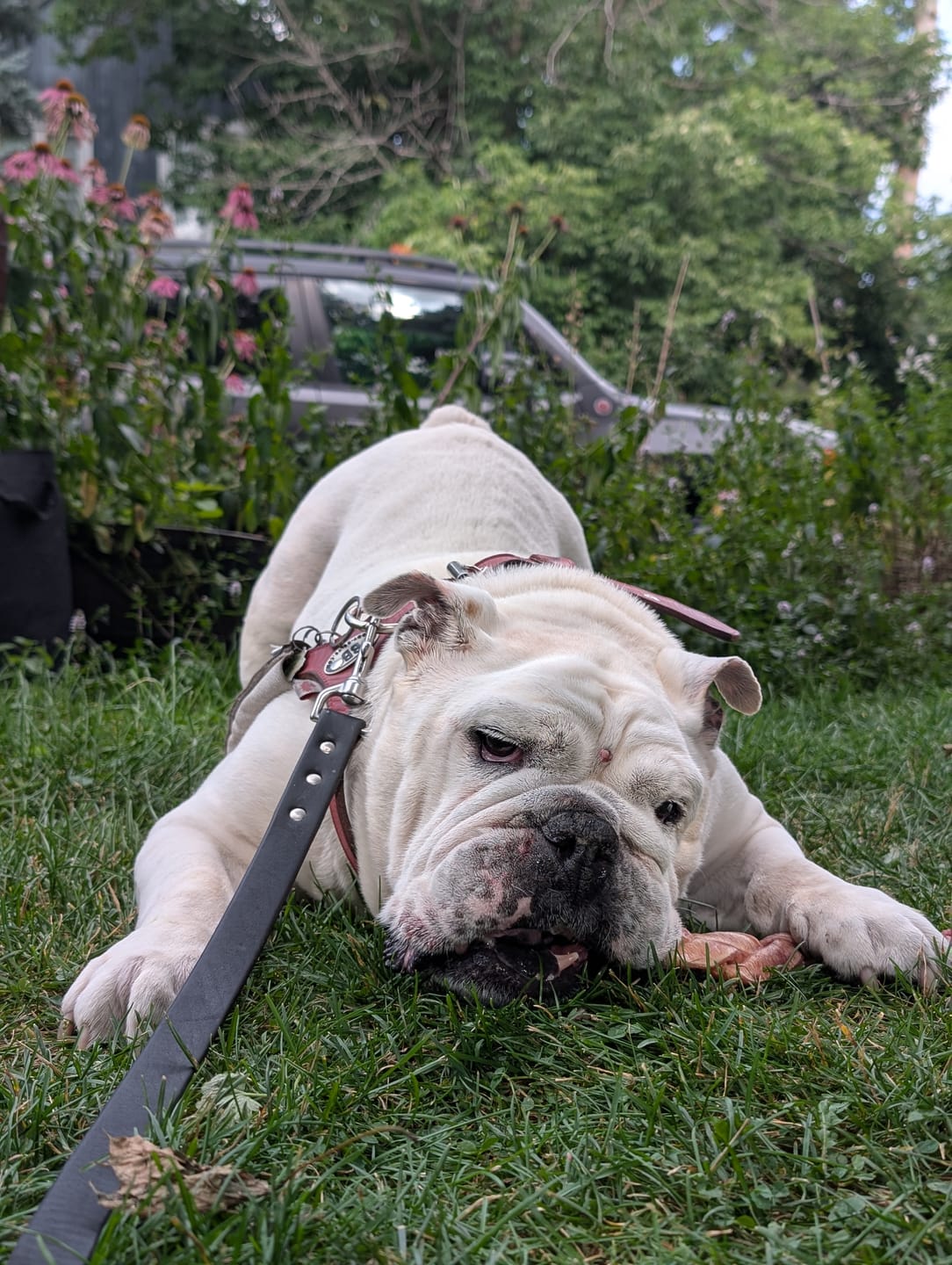 Customer photo review of 5-6 Inch Champion Chew