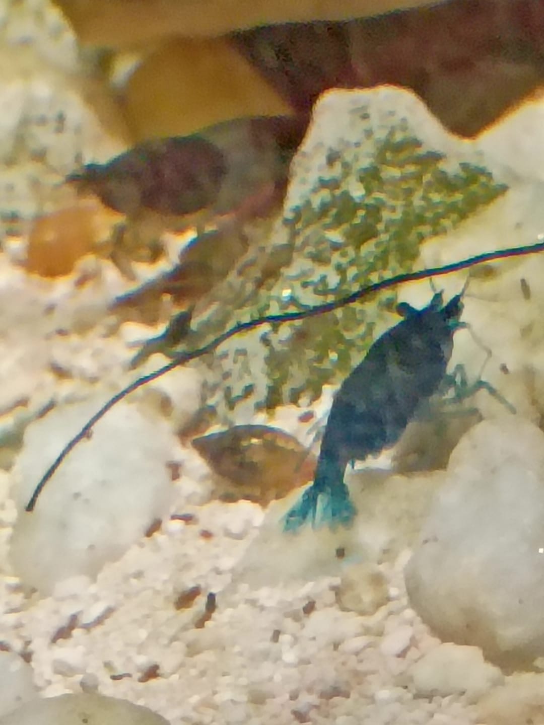 Customer photo review of Blue Velvet Shrimp