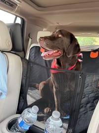 Customer photo review of Aktoclean RoadBed™️ – Extension de banquette rigide pour chien
