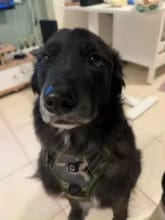 Customer photo review of No Pull Dog Harness – Soft Air-Mesh Vest with Front & Back Clips, Reflective Trim and Padded Handle