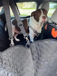 Customer photo review of Aktoclean RoadBed™️ – Extension de banquette rigide pour chien