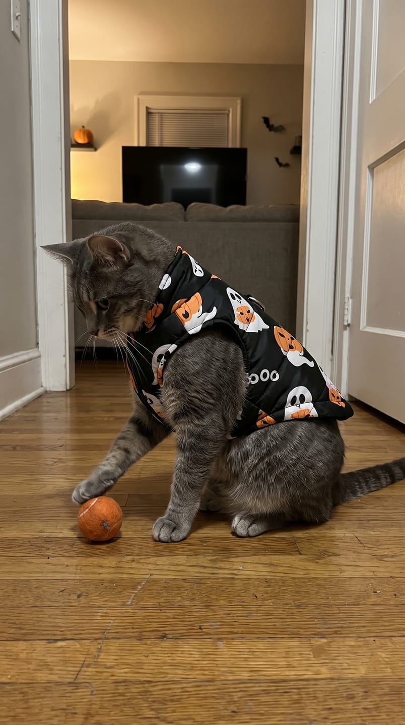 Customer photo review of Warm Whiskers Halloween Pet Vest