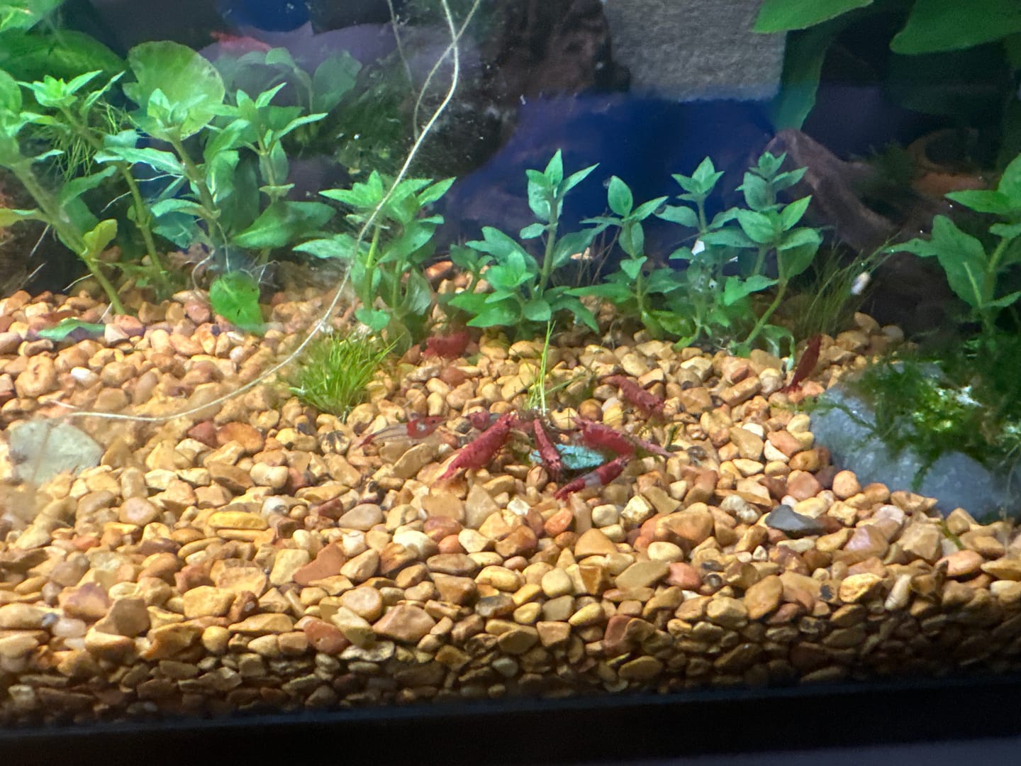 Customer photo review of Red Rili Shrimp (Red & Clear Neocaridina)