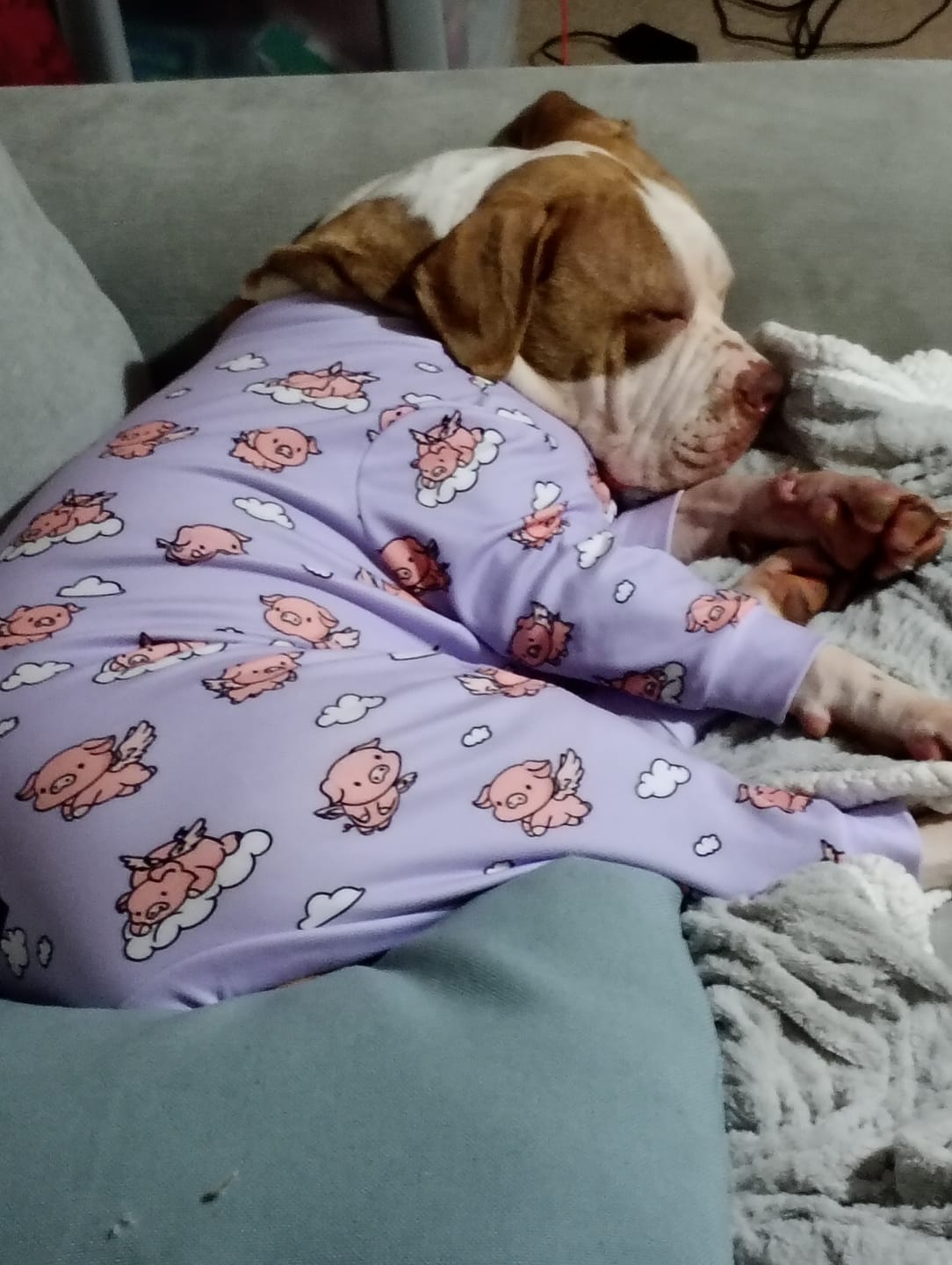 Customer photo review of Dog Pajama - When Pigs Fly