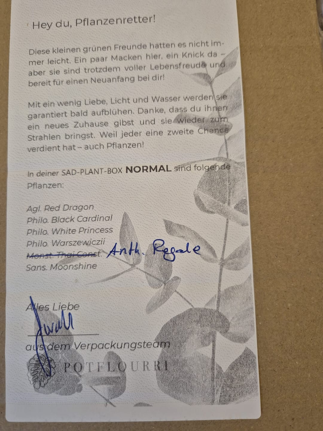 Customer photo review of SAD-PLANT-SET