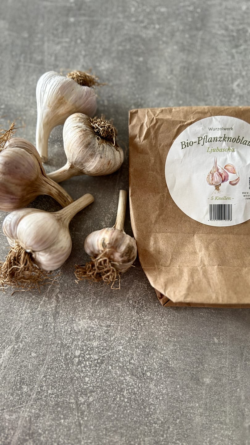Customer photo review of Pflanzknoblauch ‘Ljubascha’: Bio-Pflanzgut aus Erhaltungsanbau