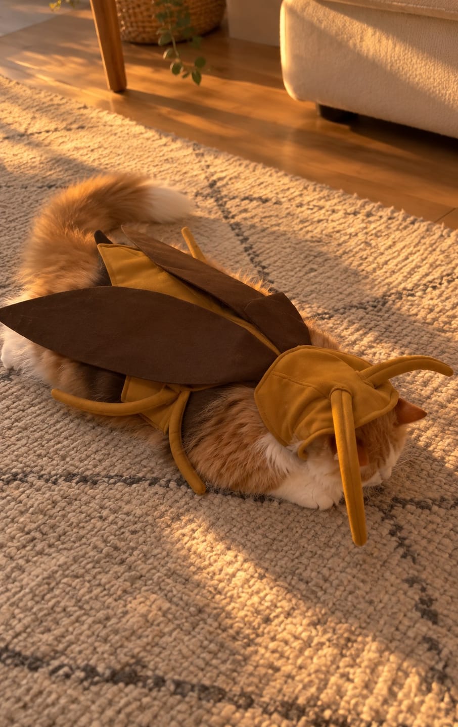 Customer photo review of Bug Bite Pet costume
