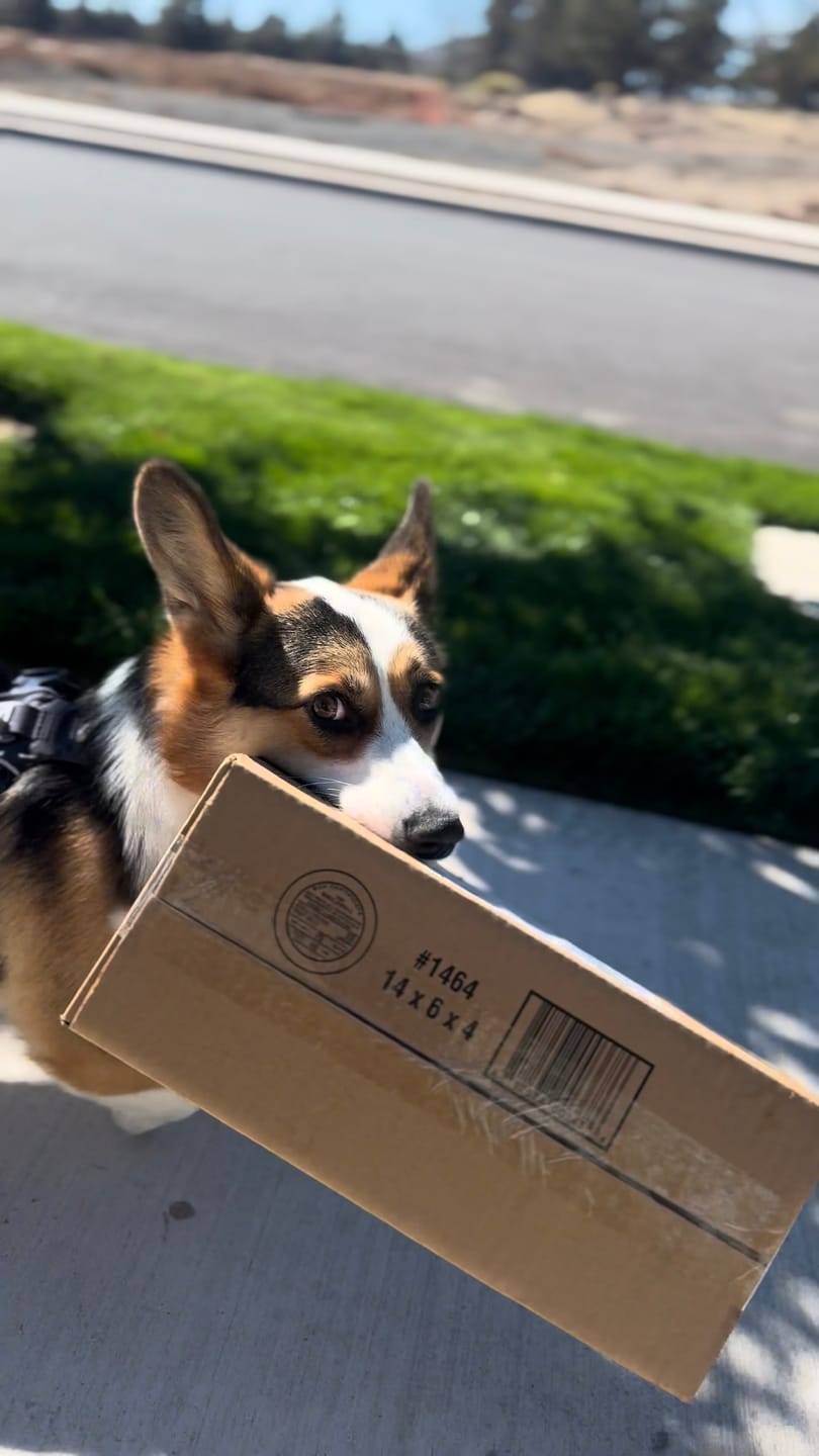 Customer photo review of Chewy Ostrich Flat Tendon: Satisfying All-Natural Chew for Dental Health & Gentle Digestion