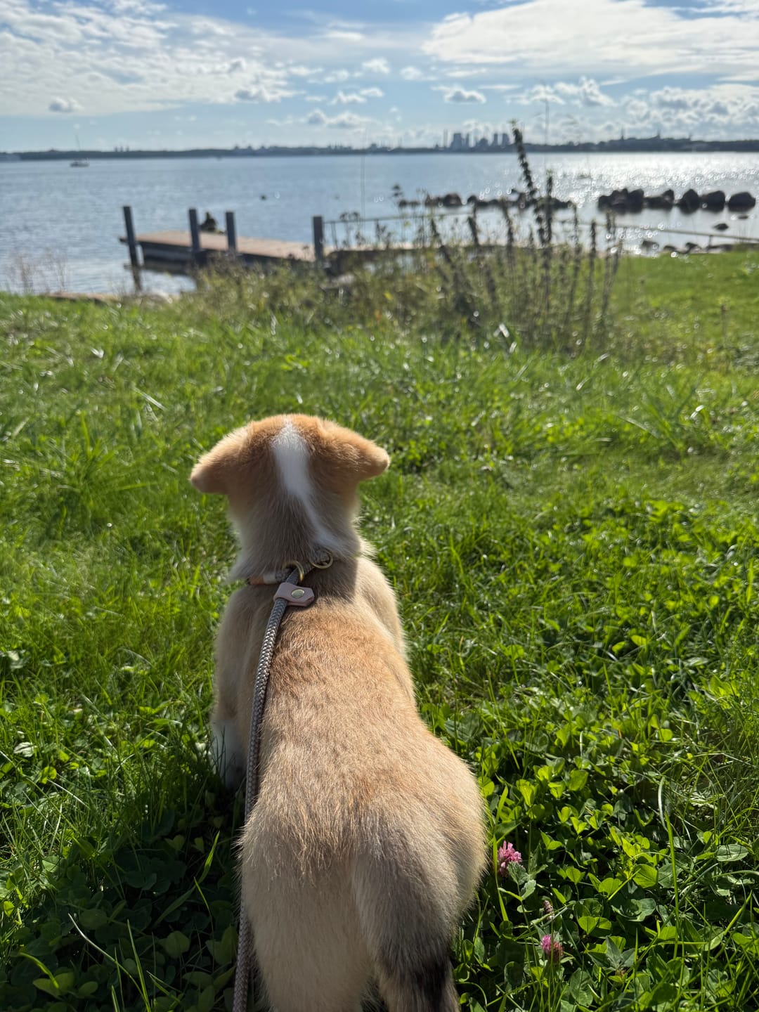 Customer photo review of Slip lead: Blush