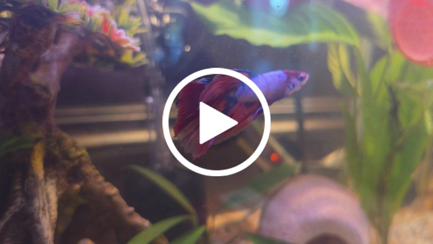 Customer video review of Nemo Halfmoon Male Betta Fish | Order Directly From Farm | You Pick Fish