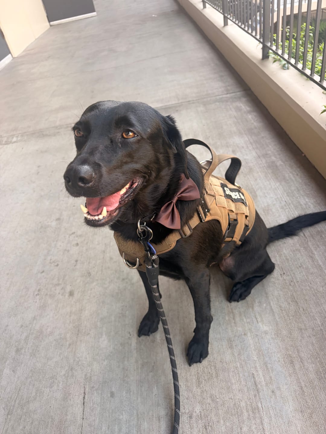 Customer photo review of Chicken Recipe - Dog