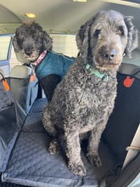 Customer photo review of Aktoclean RoadBed™️ – Extension de banquette rigide pour chien