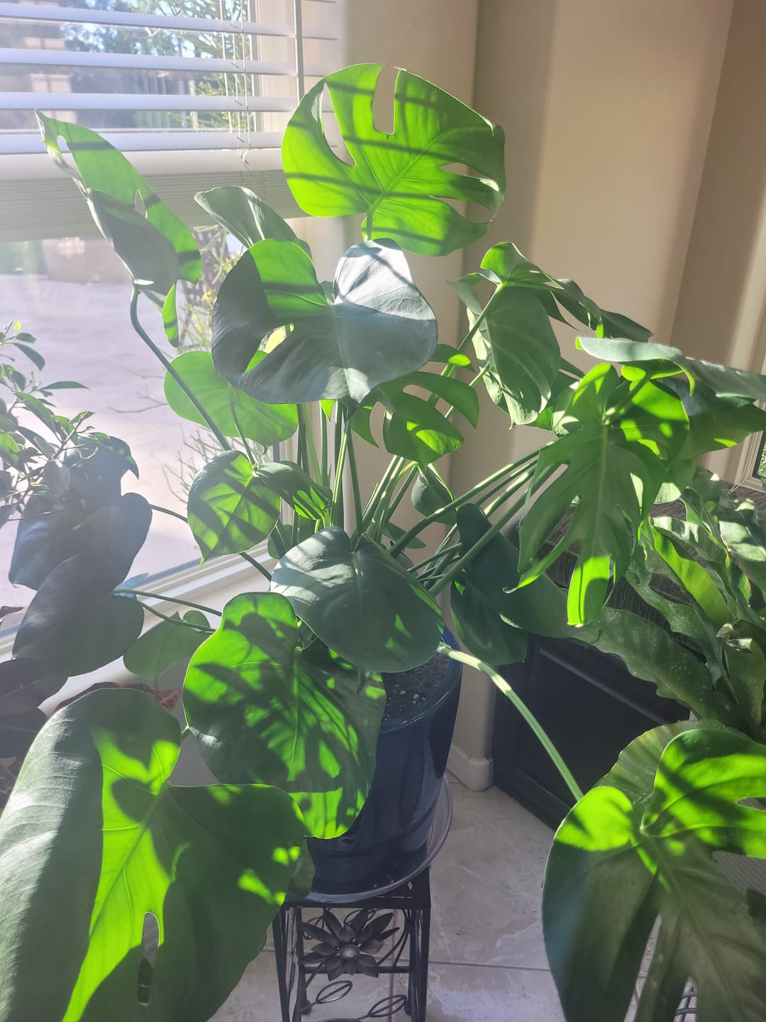 Customer photo review of Plant Juice