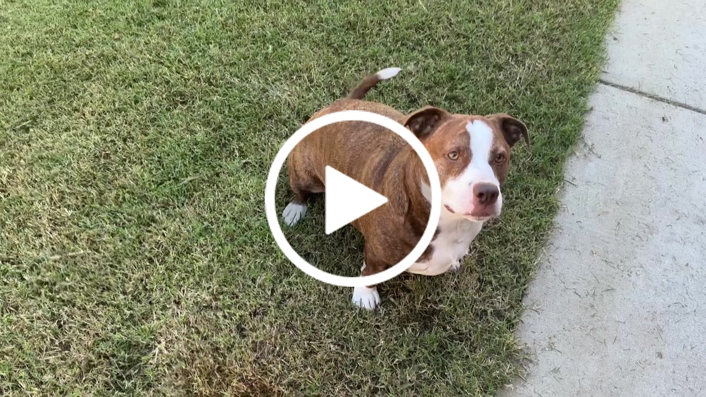 Customer video review of WUNDERball - Best Fetch Toy