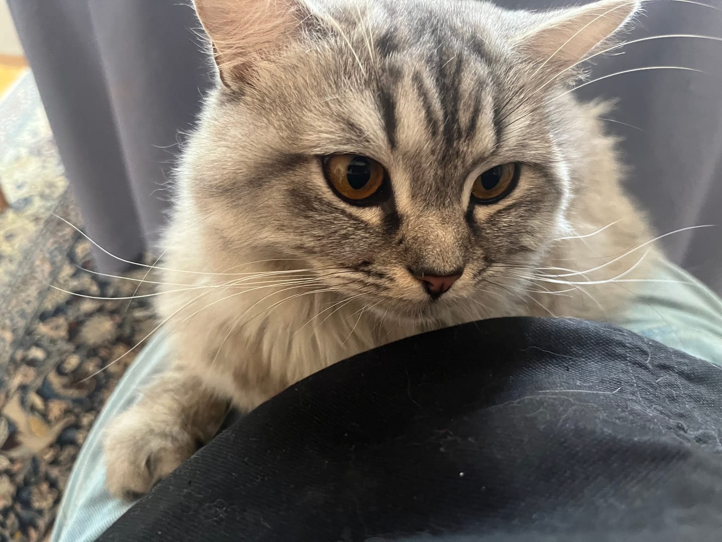 Customer photo review of Naturreines Katzenstreu Aktion