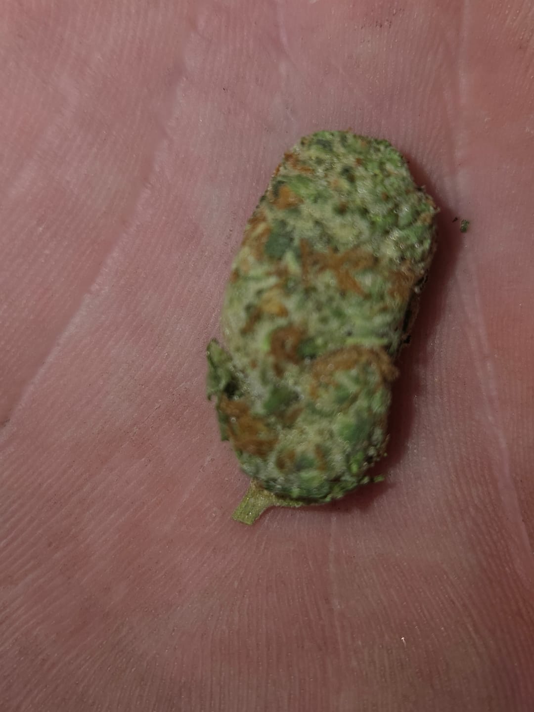 Customer photo review of OG Kush THCA Autoflower