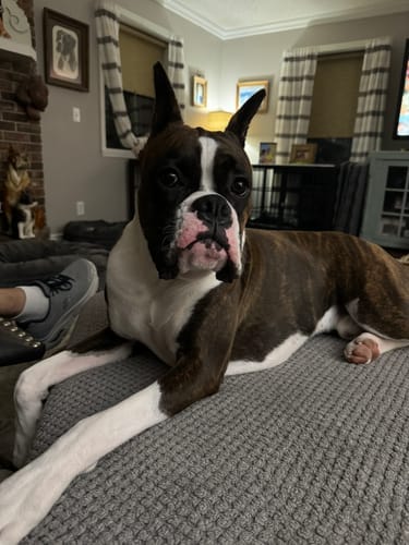 Customer photo review of Freezstick - Indestructible Enrichment Chew