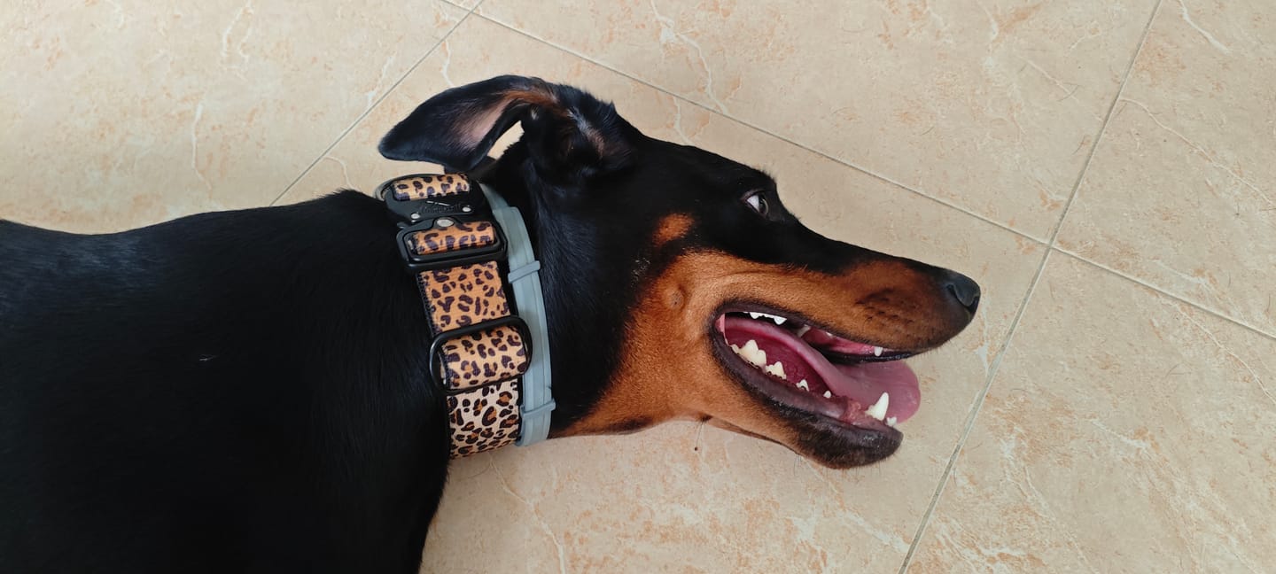 Customer photo review of Extreme Buckle Leopard - Starkt och säkert hundhalsband