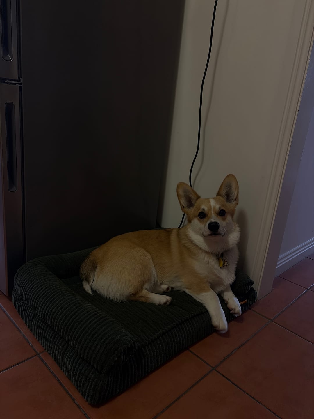 Customer photo review of Pet Bed Non Slip Dog Mat Orthopedic Sofa  Cushion Washable Removable