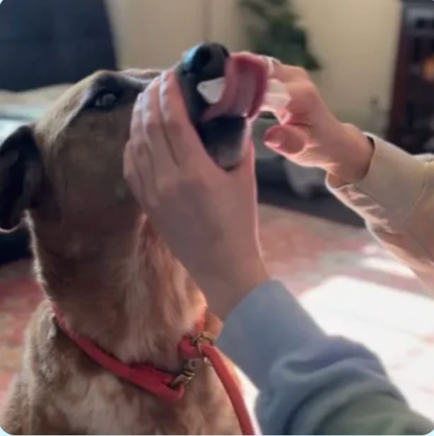 Customer photo review of Pawtura™ Toallitas Dentales para Perros