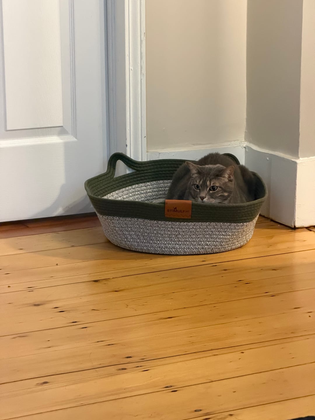 Customer photo review of Instinct Basket | Meet the first research-backed natural territory for indoor cats