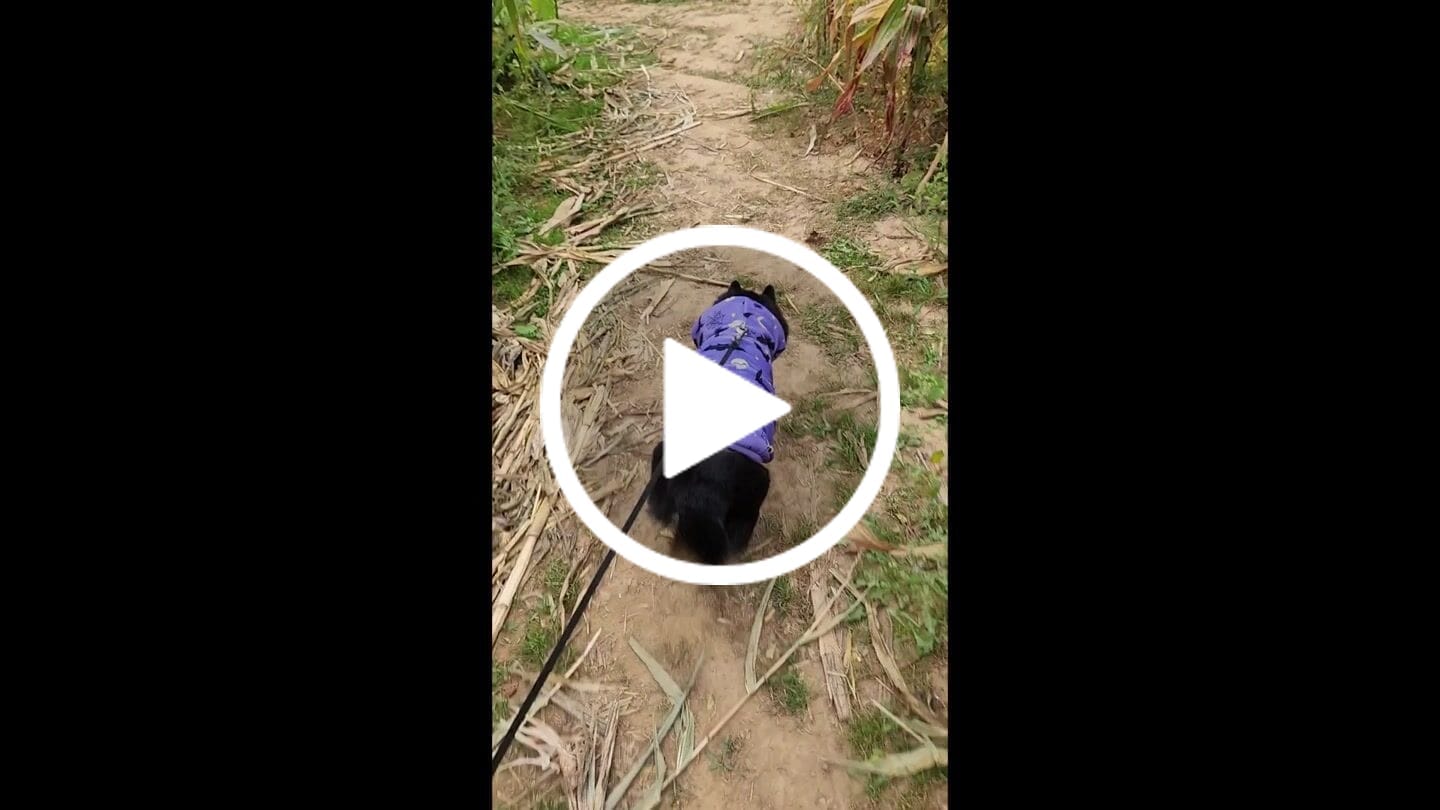 Customer video review of Halloween Dog Hoodie - Purple