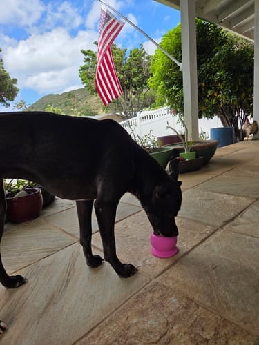 Customer photo review of Freezball - Durable Fillable Dog Chew Bone