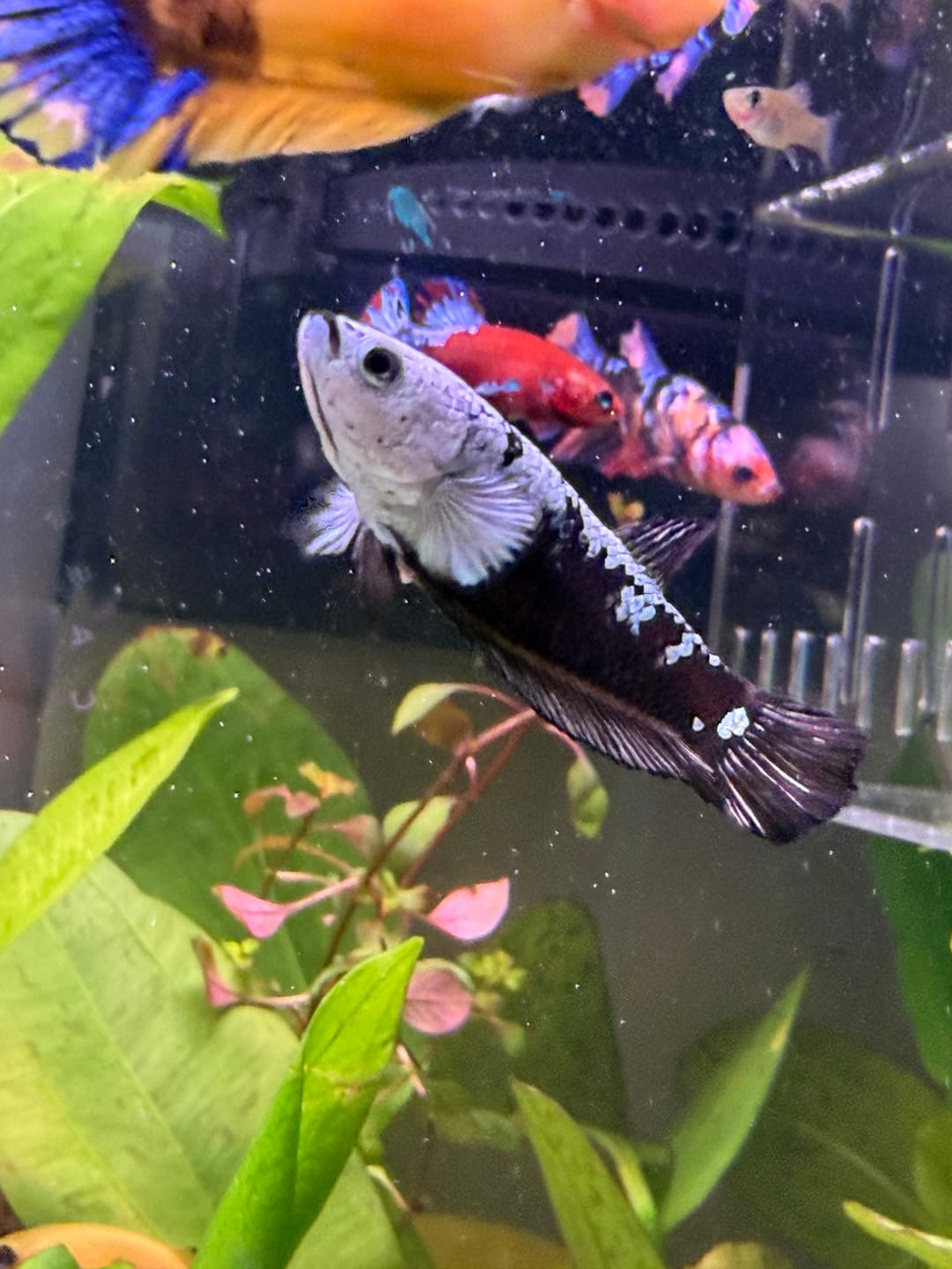 Customer photo review of Black Samurai Female Betta Fish
